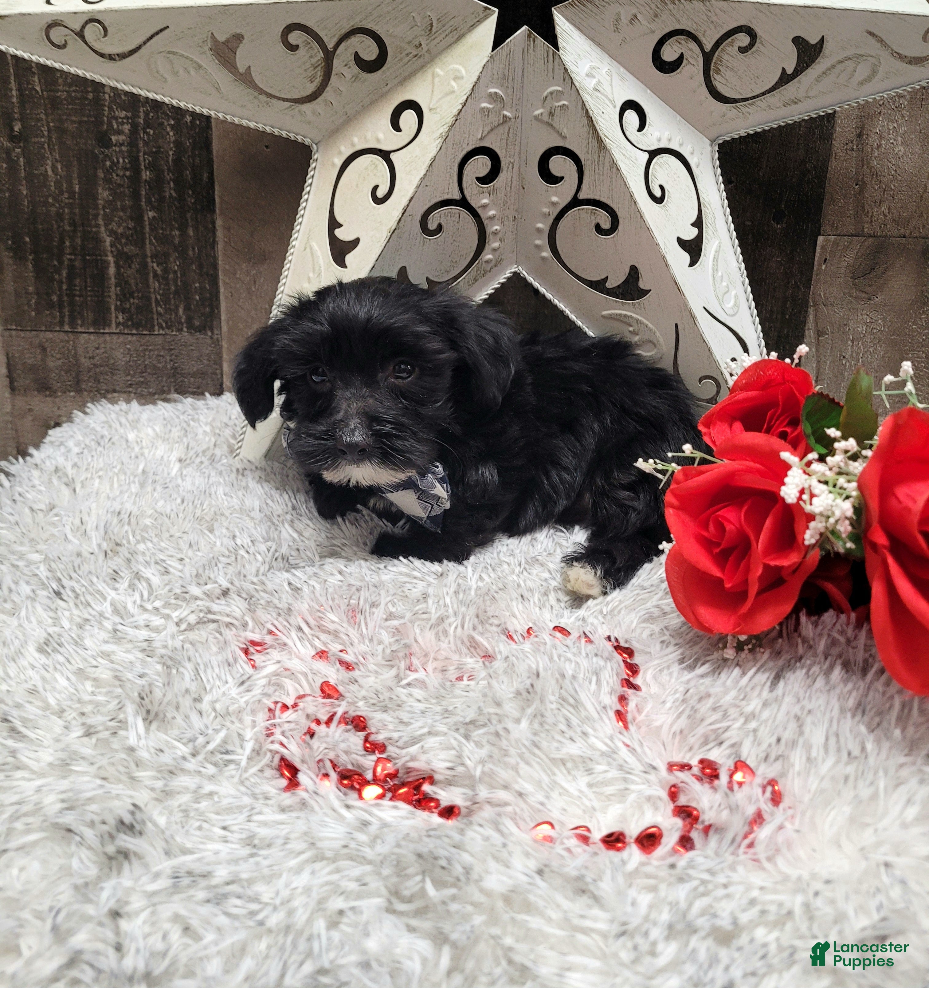 Mixed Breed dogs Muffin - Ad 21