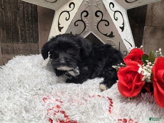 Mixed Breed dogs Muffin - Ad 35