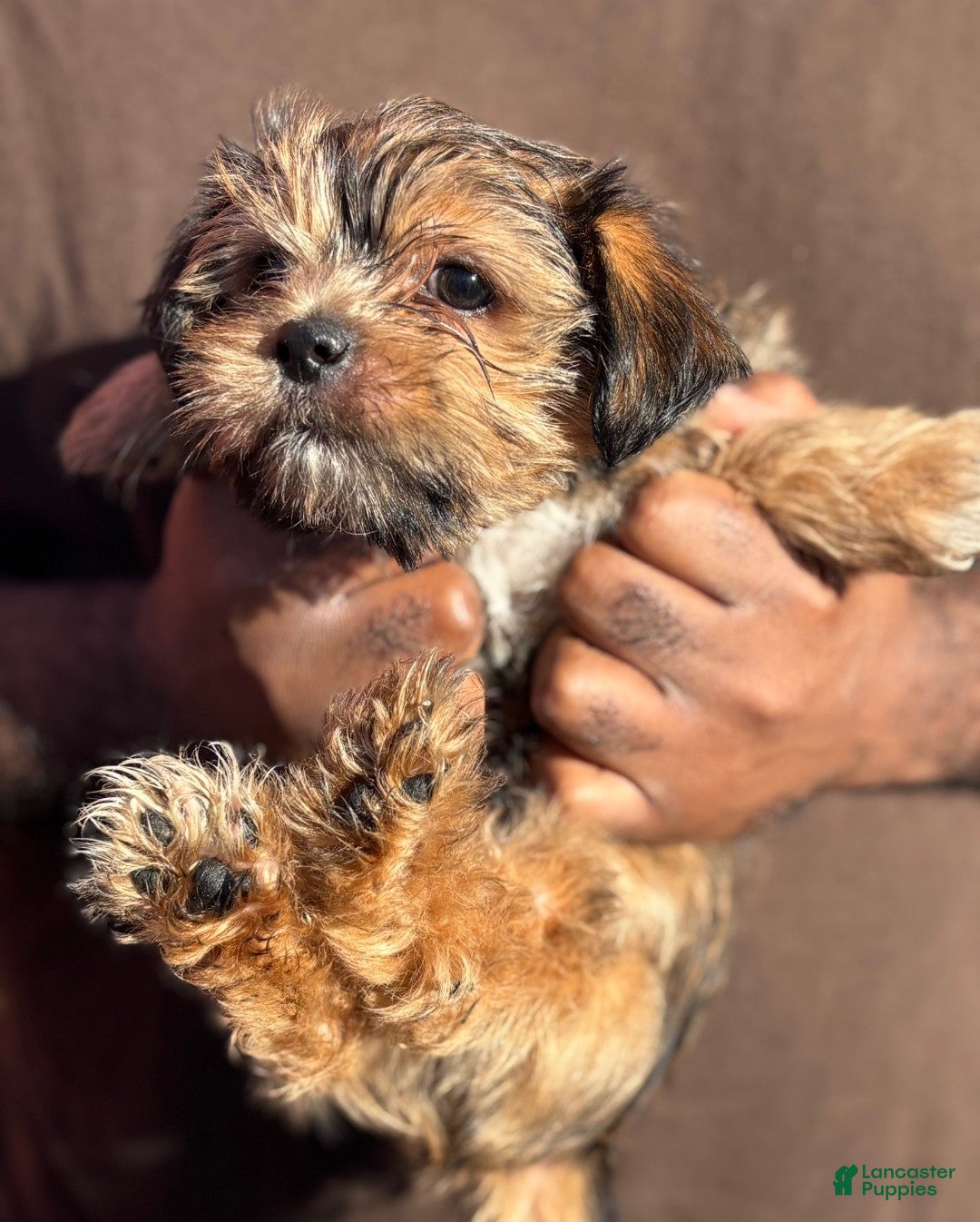 Shorkie dogs for sale: Cheesecake - Ad 5