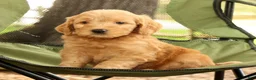 Mini Goldendoodle dogs for sale: Molly - Ad 6