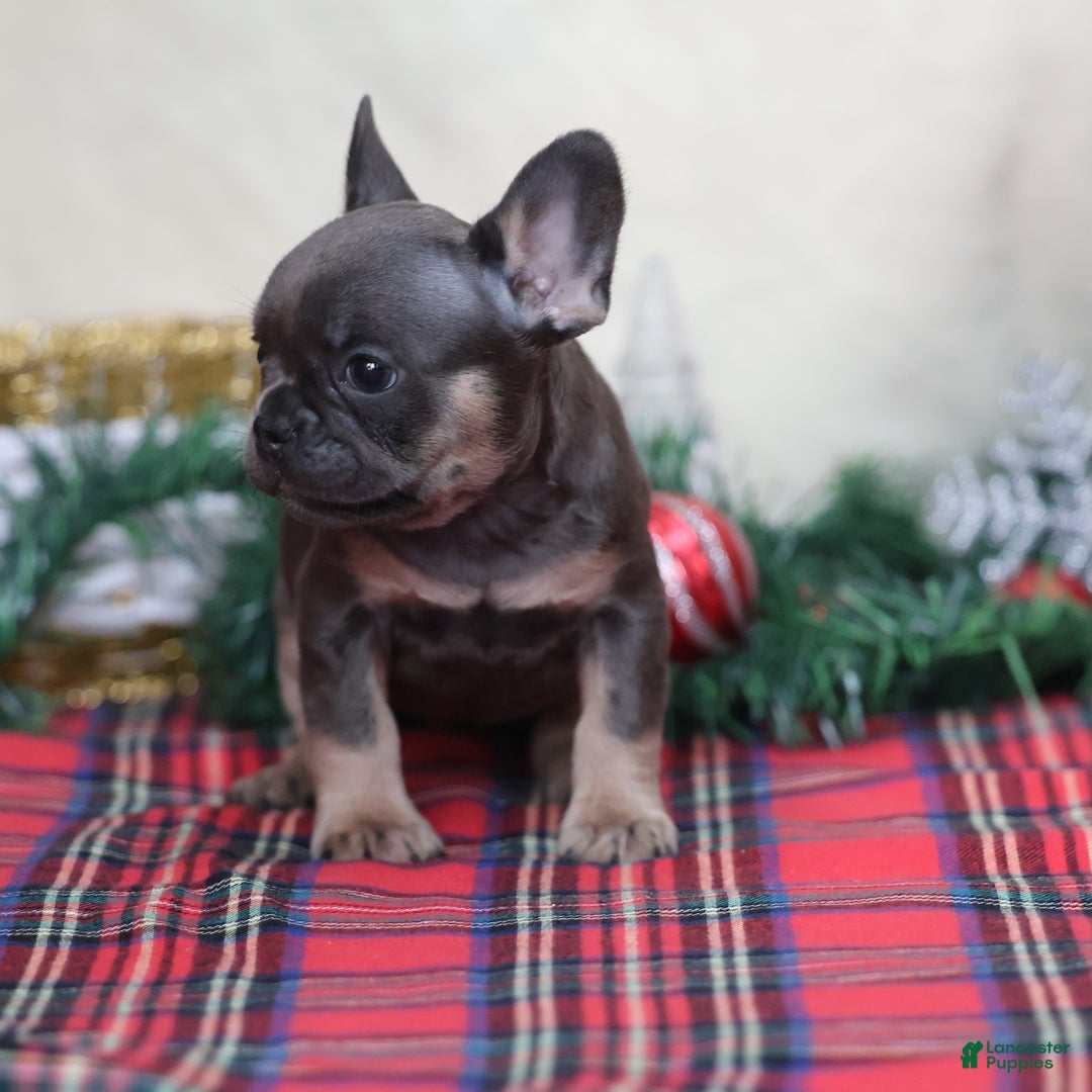 French Bulldog dogs for sale: Angel - Ad 3