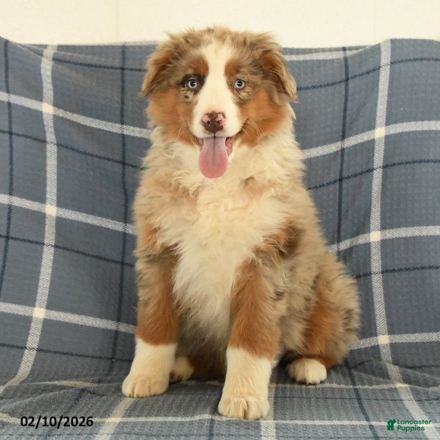 Australian Shepherd dogs Kiwi - Ad 41