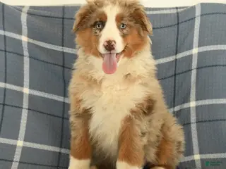 Australian Shepherd dogs Kiwi - Ad 41