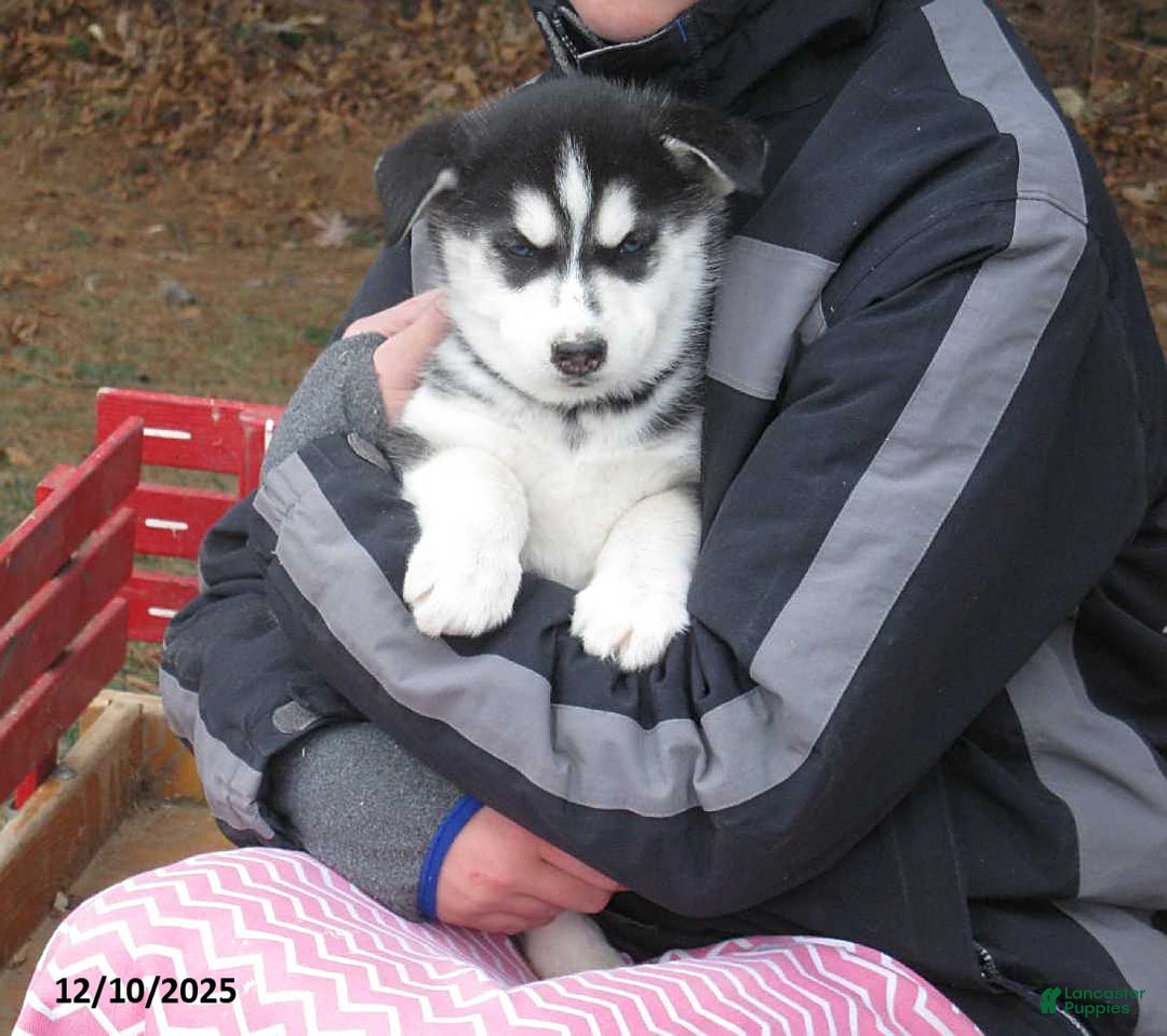 Siberian Husky dogs for sale: Nora - Ad 1