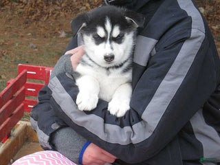 Siberian Husky dogs Nora - Ad 11
