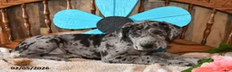 Great Dane dogs for sale: Cookie - Ad 1