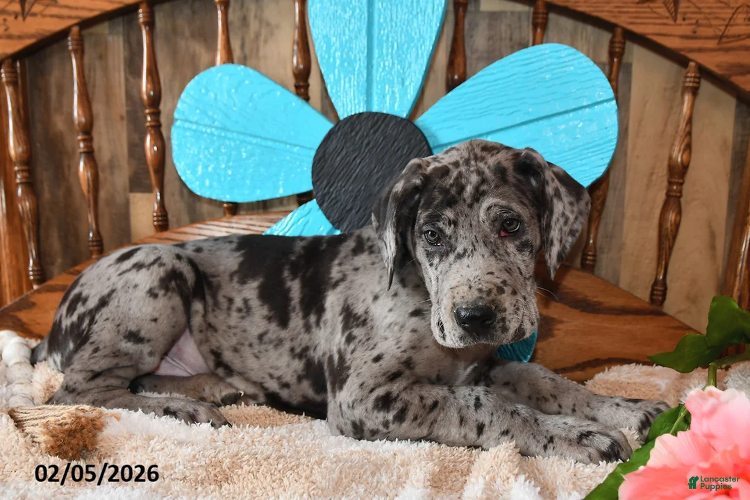 Great Dane dogs for sale: Cookie - Ad 1
