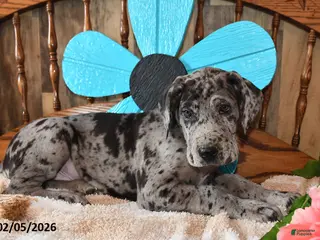 Great Dane dogs Cookie - Ad 7