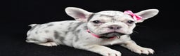 French Bulldog dogs for sale: Biscuit  - Ad 2