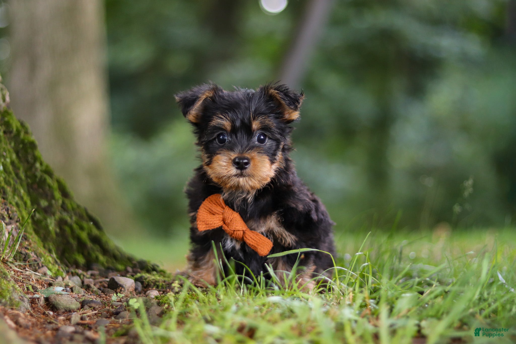 Yochon dogs Teddy - Ad 2