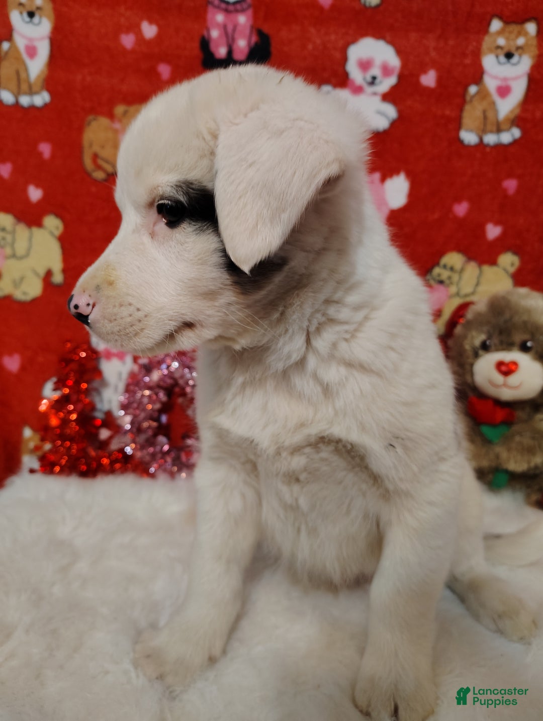 Mixed Breed dogs for sale: Wyatt - Ad 5