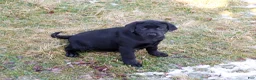 Labrador Retriever dogs for sale: Leah - Ad 8