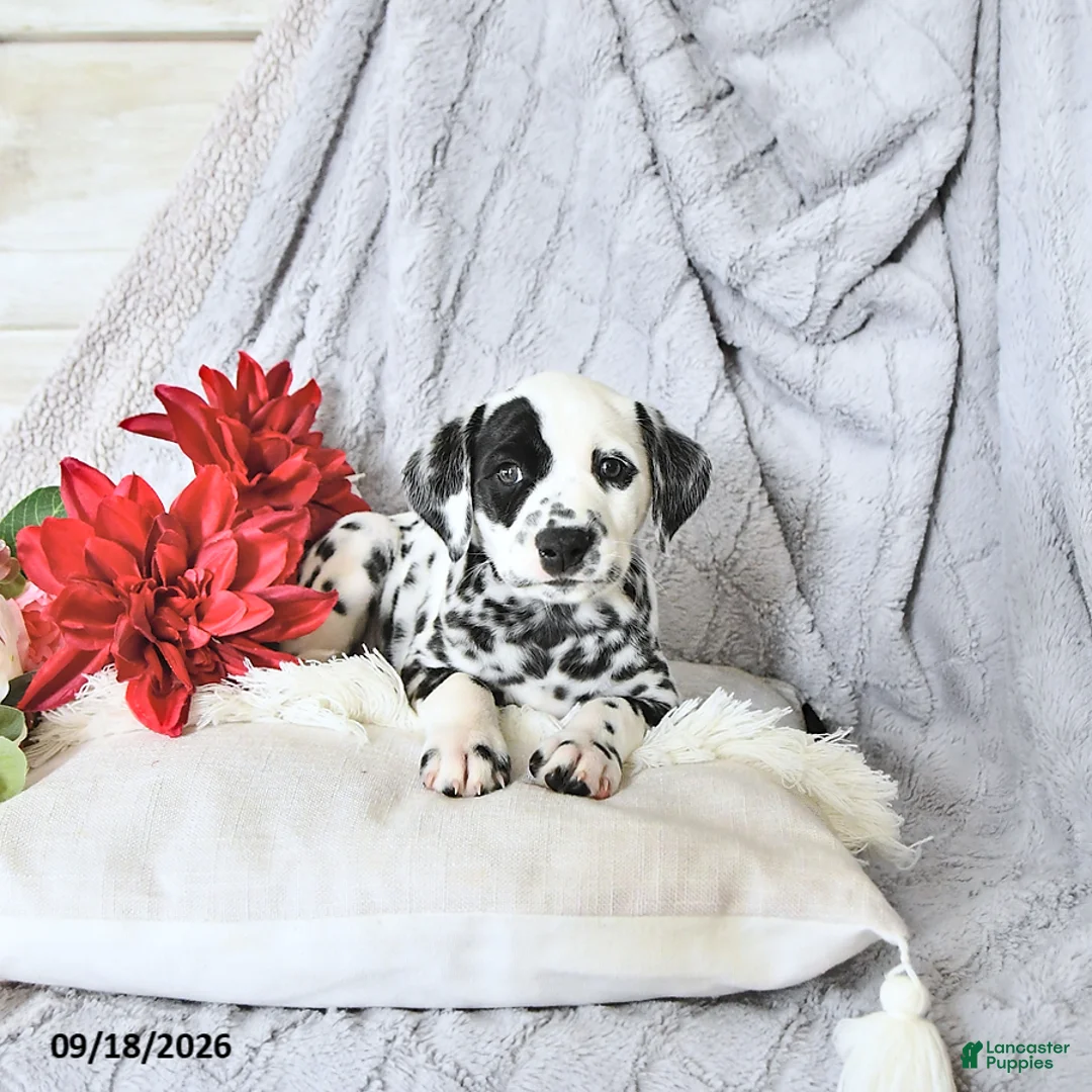 Dalmatian dogs for sale: Jewels - Ad 1