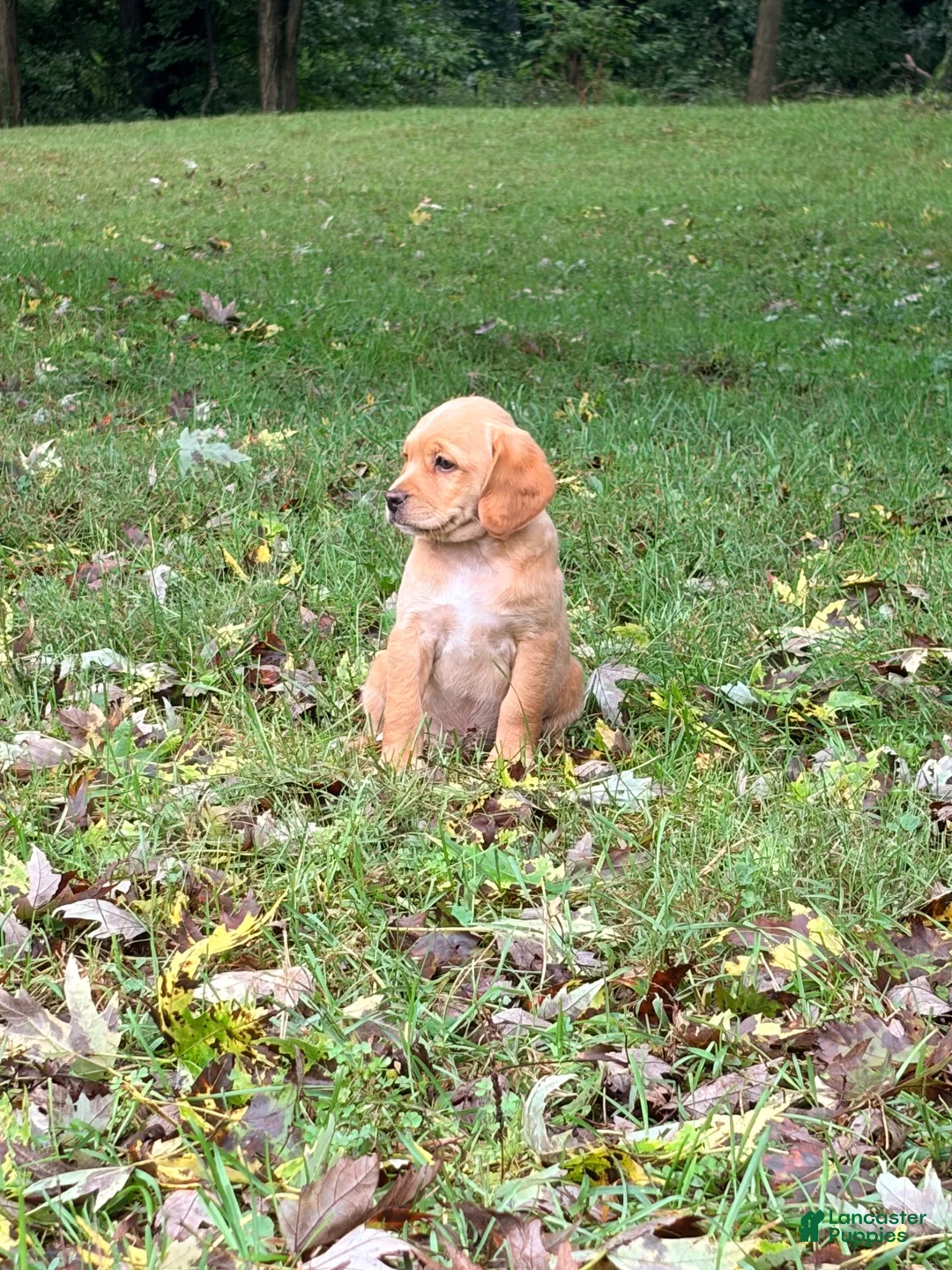 Mixed Breed dogs for sale: Mixed Breed 5 - Ad 2