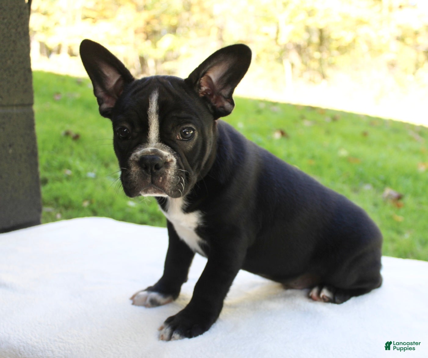 Frenchton dogs Archie  - Ad 2
