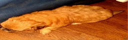 Mixed Breed dogs for sale: Mixed Breed 2 - Ad 2