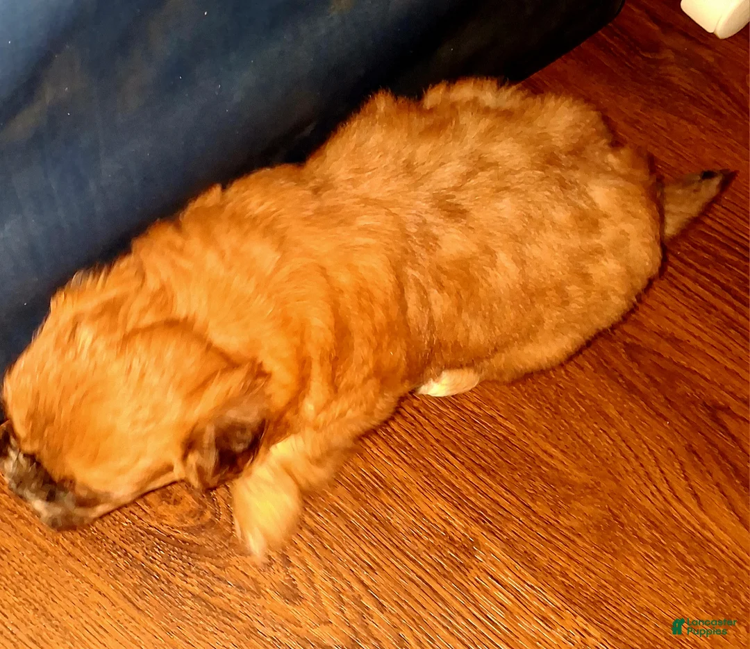 Mixed Breed dogs for sale: Mixed Breed 2 - Ad 2