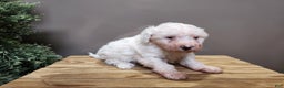 Mini Bernedoodle dogs for sale: Rudolph - Ad 13