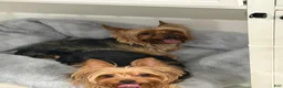 Yorkshire Terrier dogs for sale: Yorkshire Terrier Puppy 4 - Ad 2