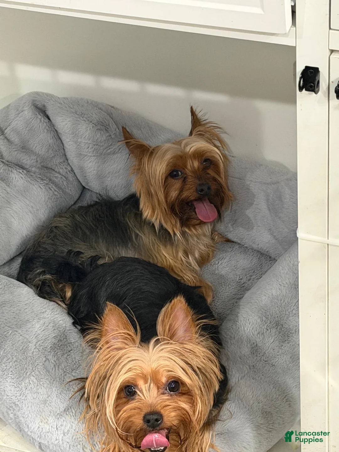 Yorkshire Terrier dogs for sale: Yorkshire Terrier Puppy 4 - Ad 2