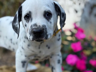 Dalmatian dogs Malachi - Ad 9