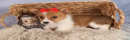 Welsh Corgi Pembroke dogs for sale:  Brusier 🐶 - Ad 19