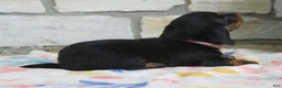 Miniature Dachshund dogs for sale: Alaska - Ad 5