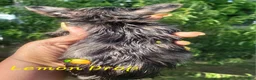 Yorkshire Terrier dogs for sale: Traditional Merle Female  - Ad 5