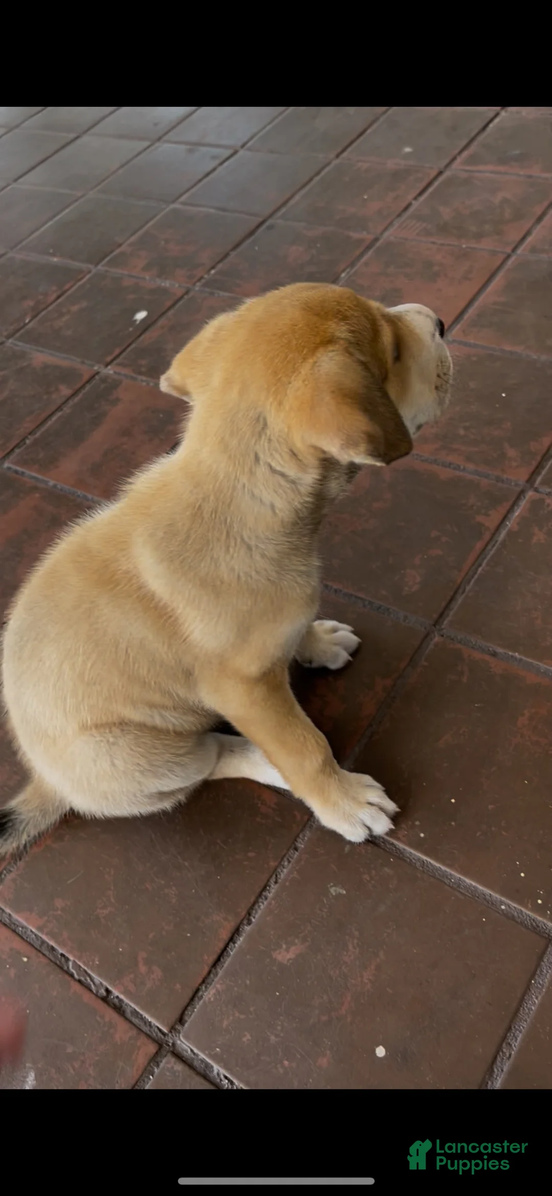 Mixed Breed dogs for sale: Mixed Breed 1 - Ad 5