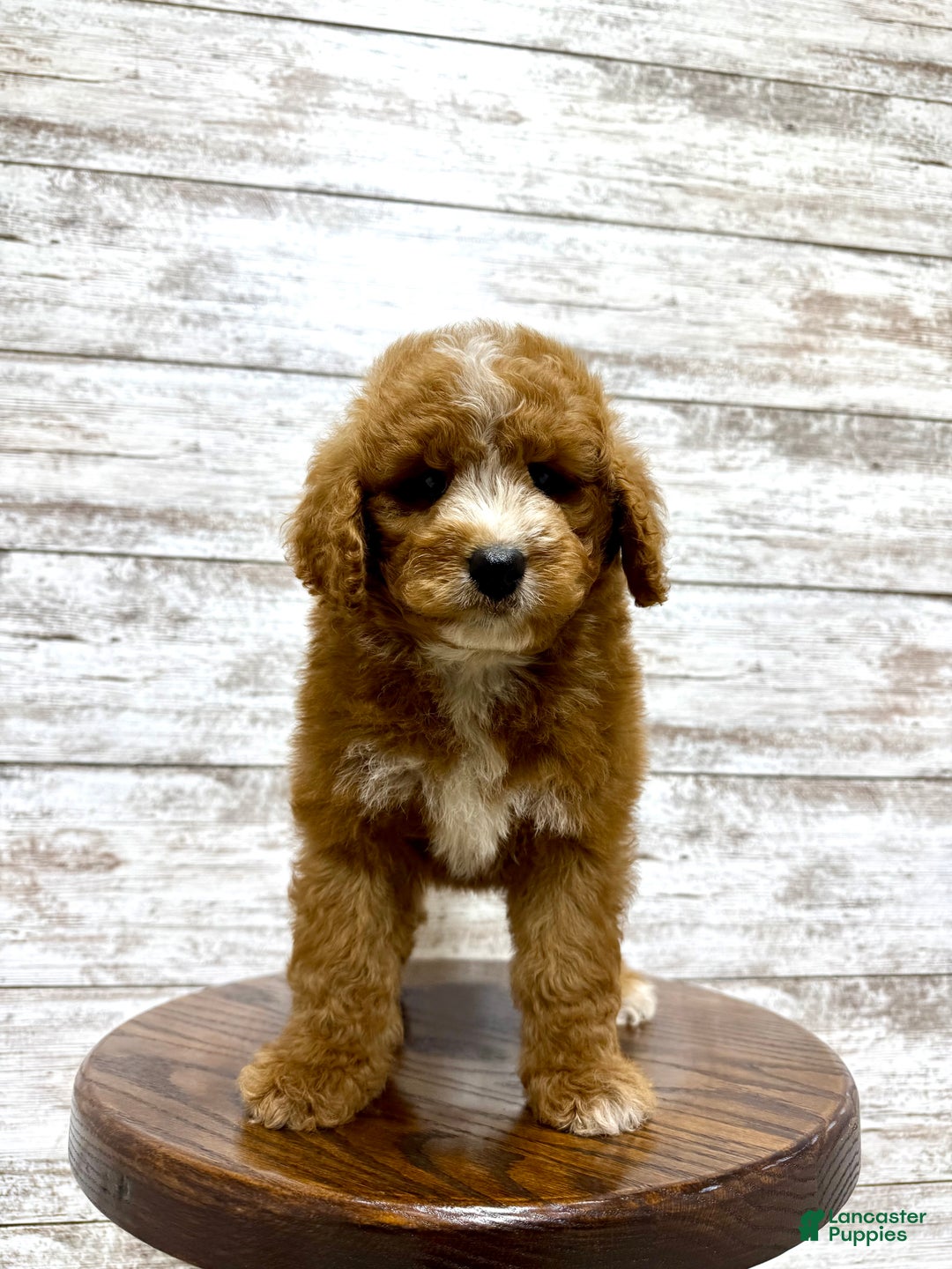 Mini Goldendoodle dogs for sale: Hunter - Ad 12