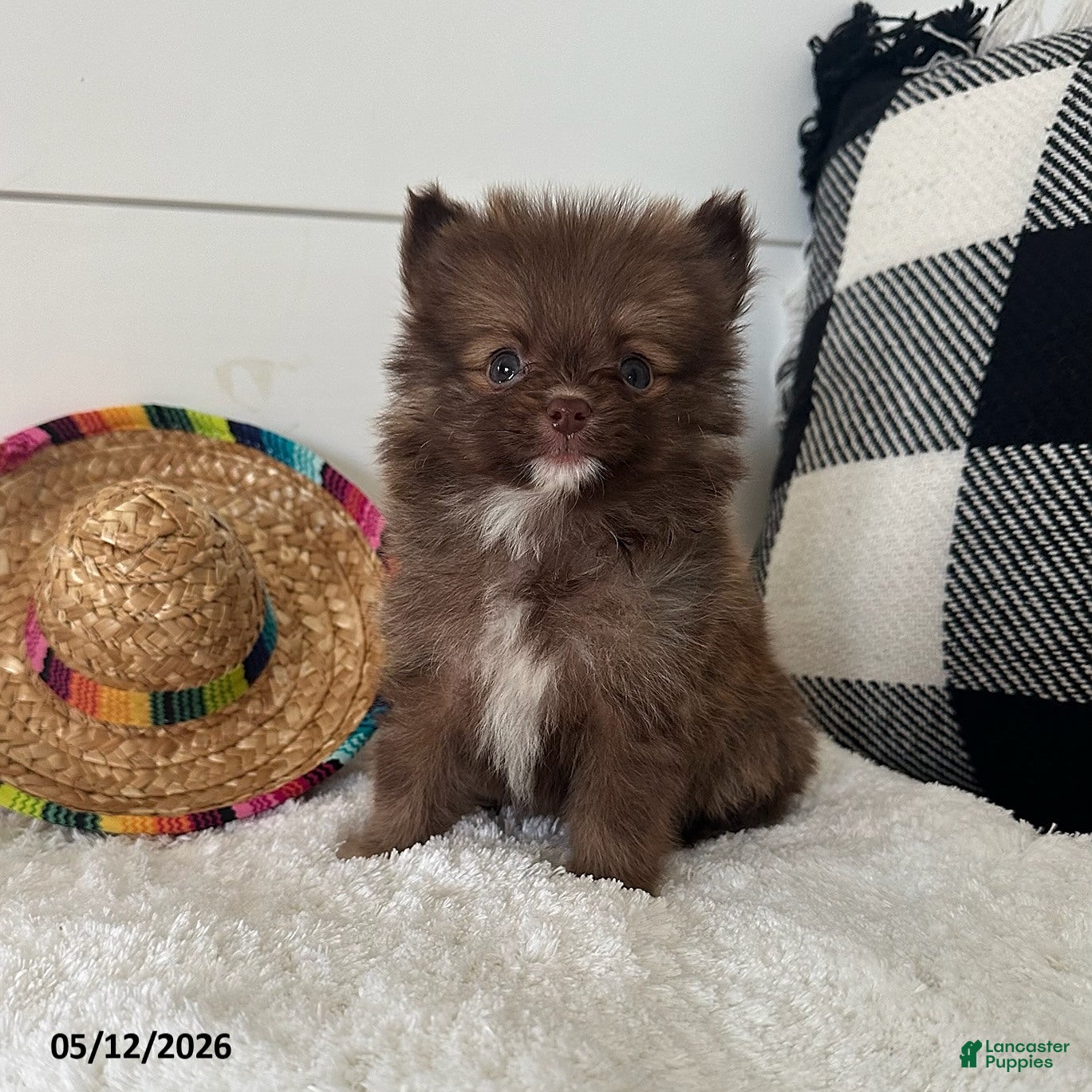Pomeranian dogs for sale: Gizmo - Ad 3