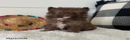 Pomeranian dogs for sale: Gizmo - Ad 1
