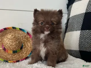 Pomeranian dogs for sale: Gizmo - Ad 3