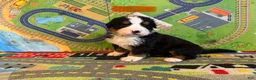 Bernese Mountain Dog dogs for sale: Orange - Ad 2