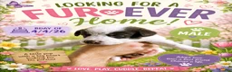 Mixed Breed dogs for sale: Gizmo - Ad 1