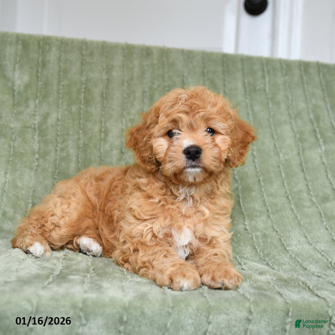 Cavapoo dogs for sale: Kenzie - Ad 2
