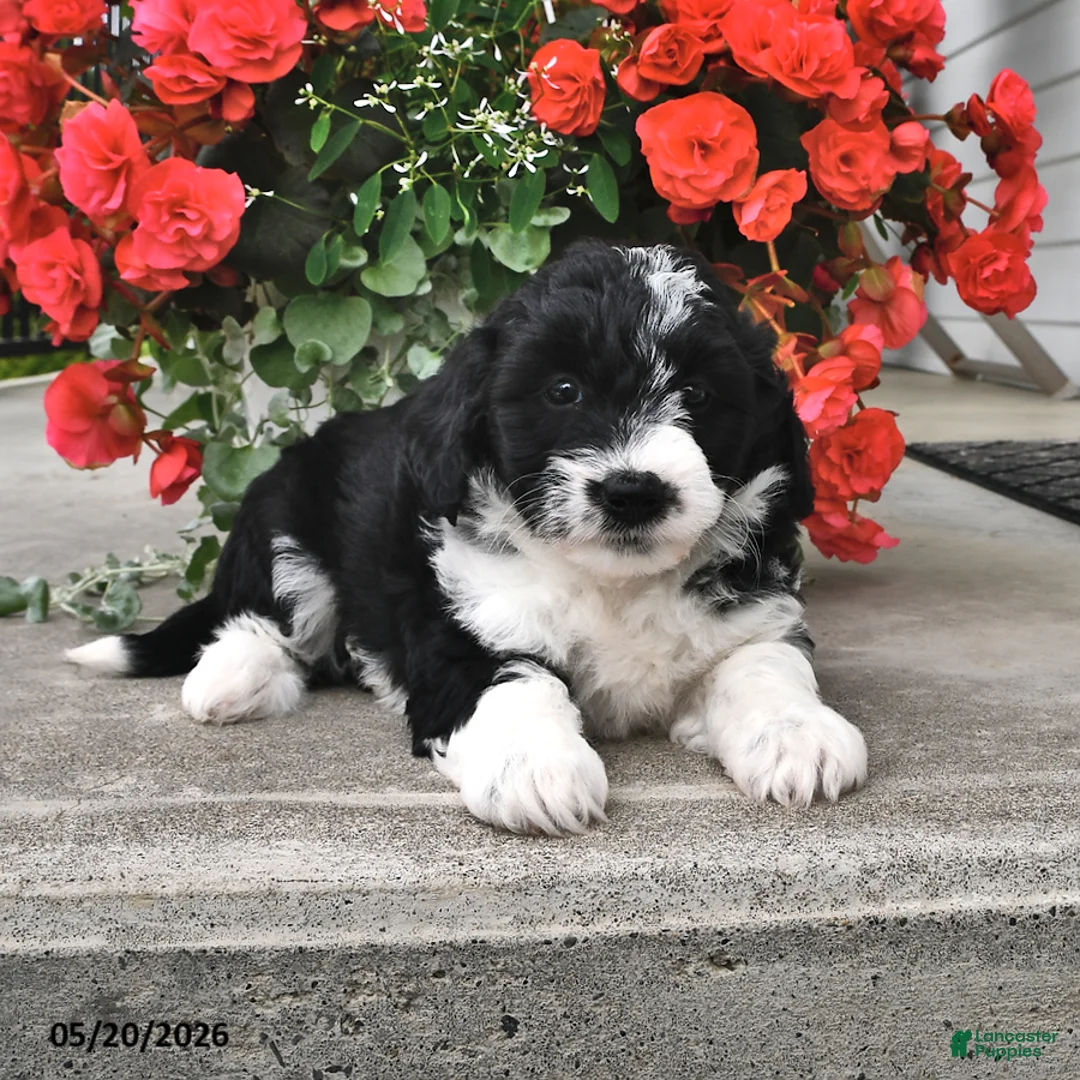 Mini Aussiedoodle dogs for sale: Tonya - Ad 1