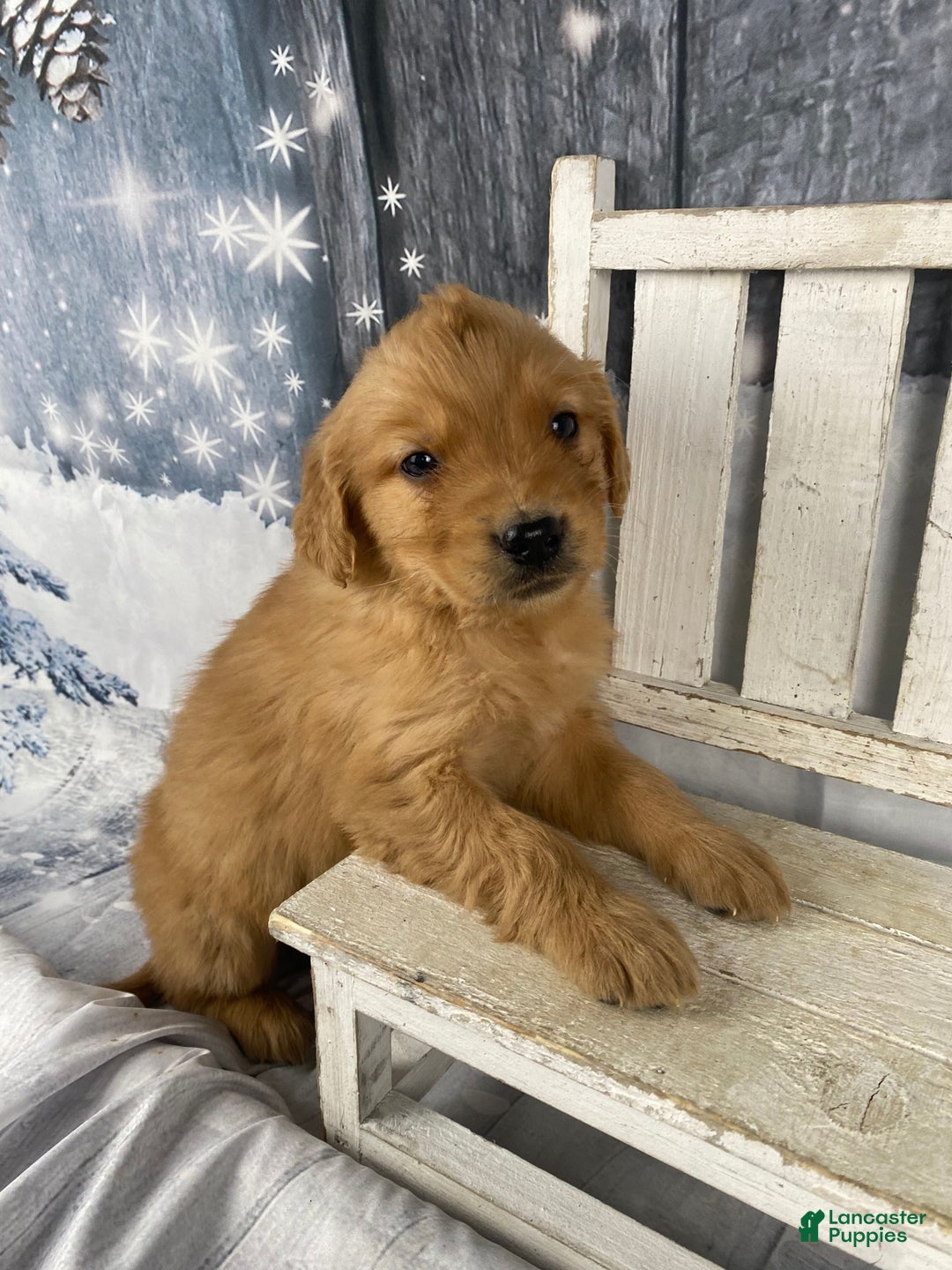Golden Retriever dogs for sale: Tommy - Ad 2
