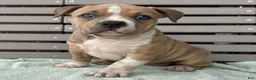 American Bully dogs for sale: Faye - Ad 2
