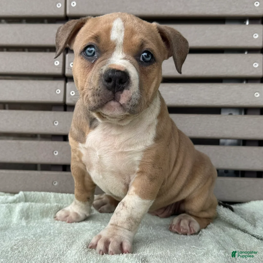 American Bully dogs for sale: Faye - Ad 2
