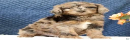 Mini Goldendoodle dogs for sale: Cliff - Ad 8