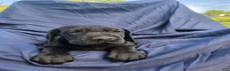 Great Dane dogs for sale: Mellie - Ad 2