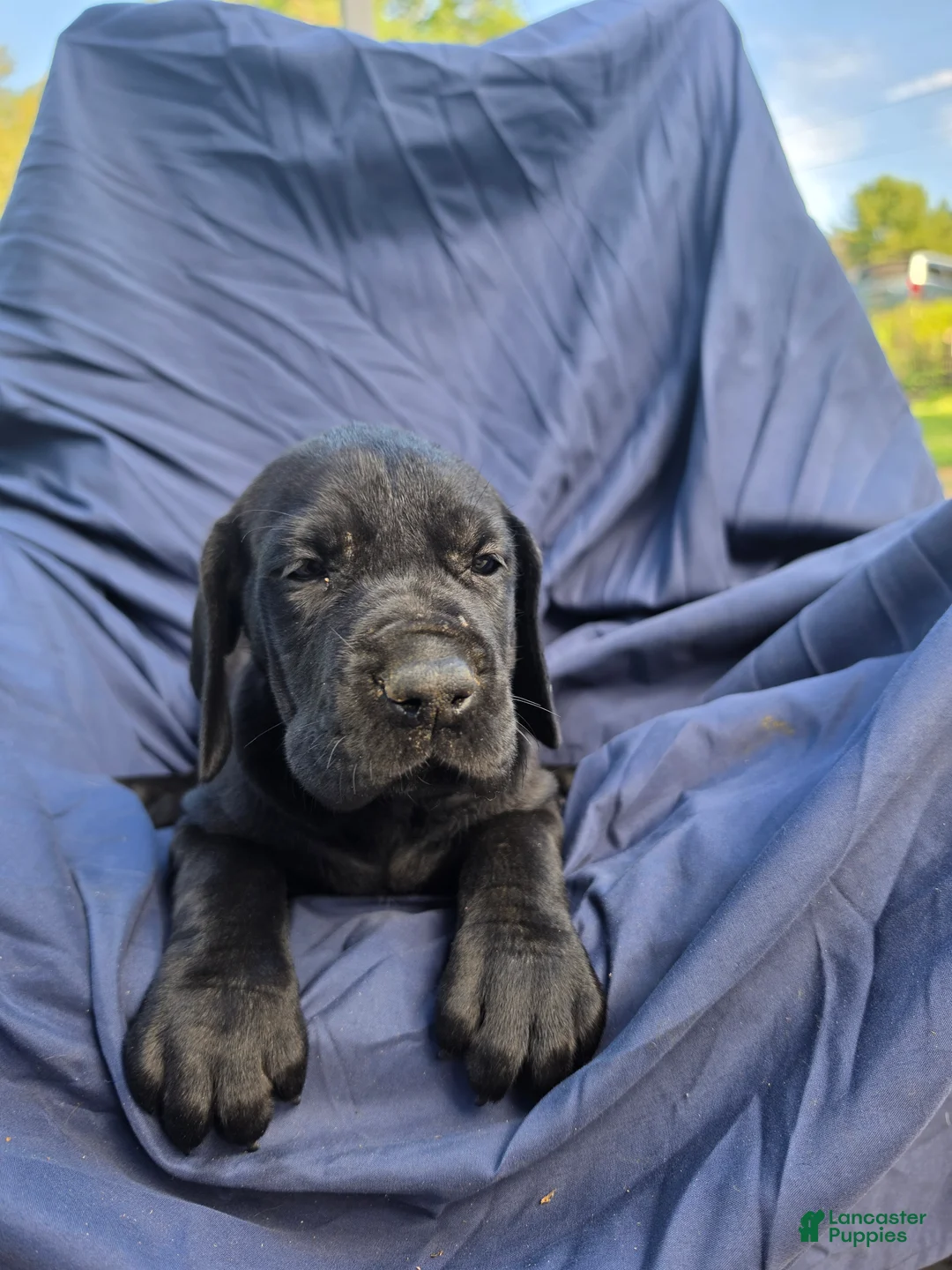 Great Dane dogs for sale: Mellie - Ad 2