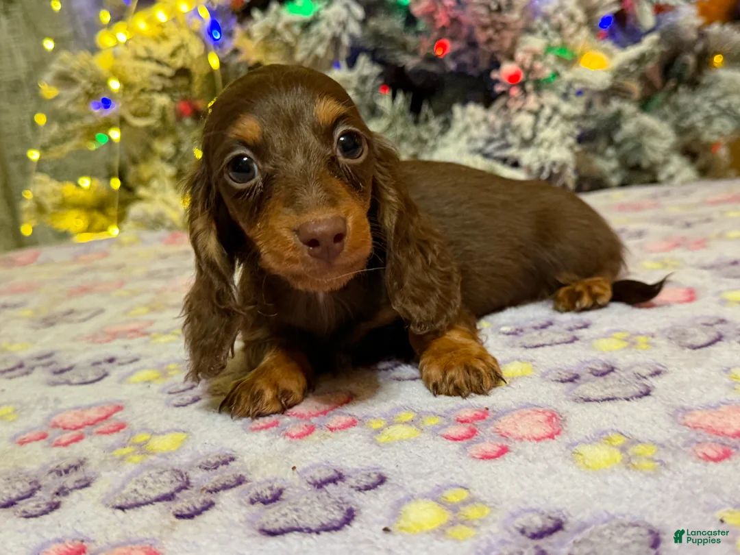 Miniature Dachshund dogs for sale: Ready 12/24/25 - Ad 40