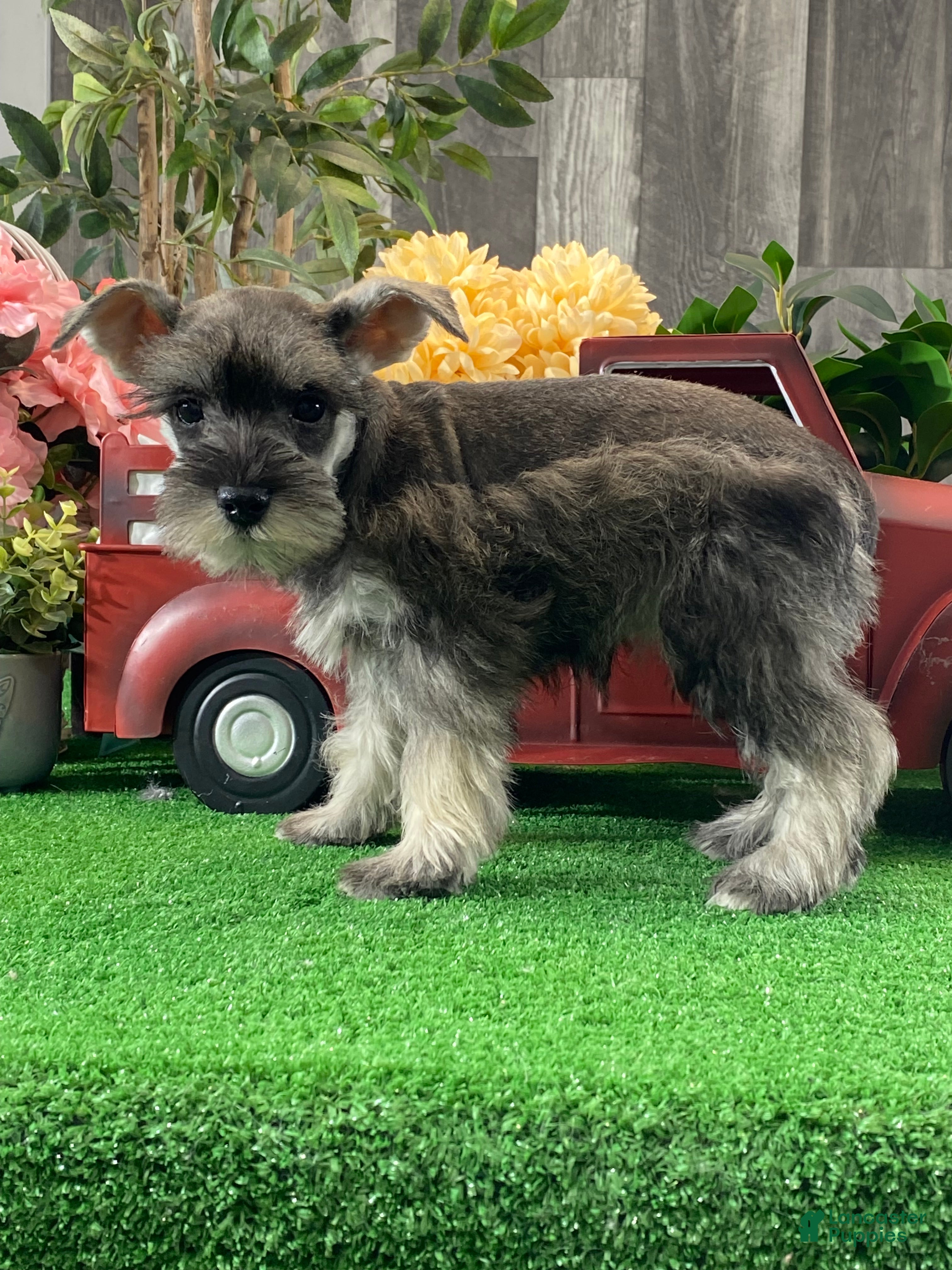 Miniature Schnauzer dogs Kira - Ad 29
