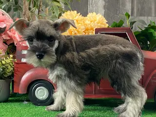 Miniature Schnauzer dogs Kira - Ad 38