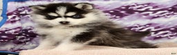 Pomsky dogs for sale: Tucker - Ad 9