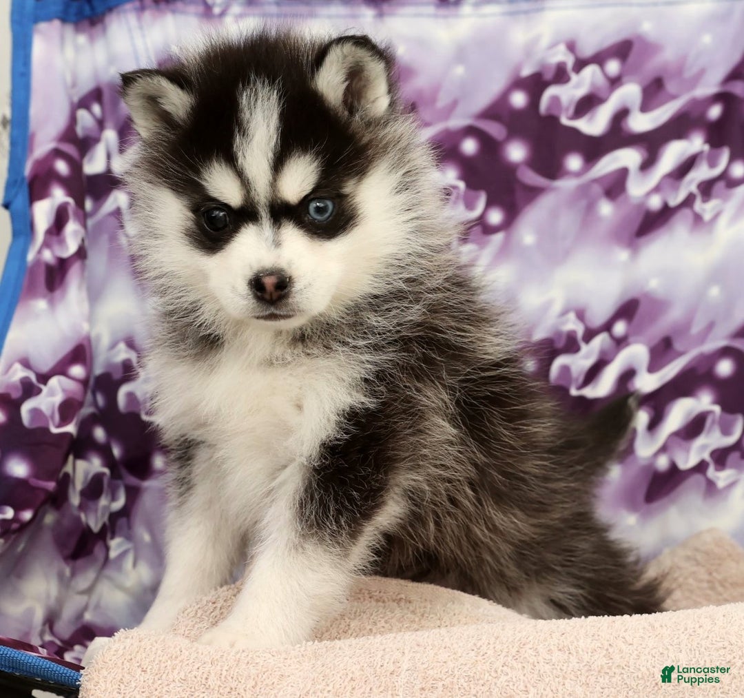 Pomsky dogs for sale: Tucker - Ad 9