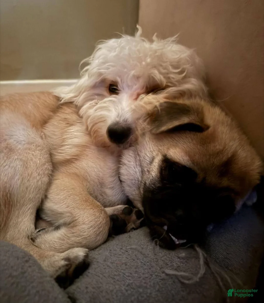 Havapoo dogs for sale: Milo - Ad 4