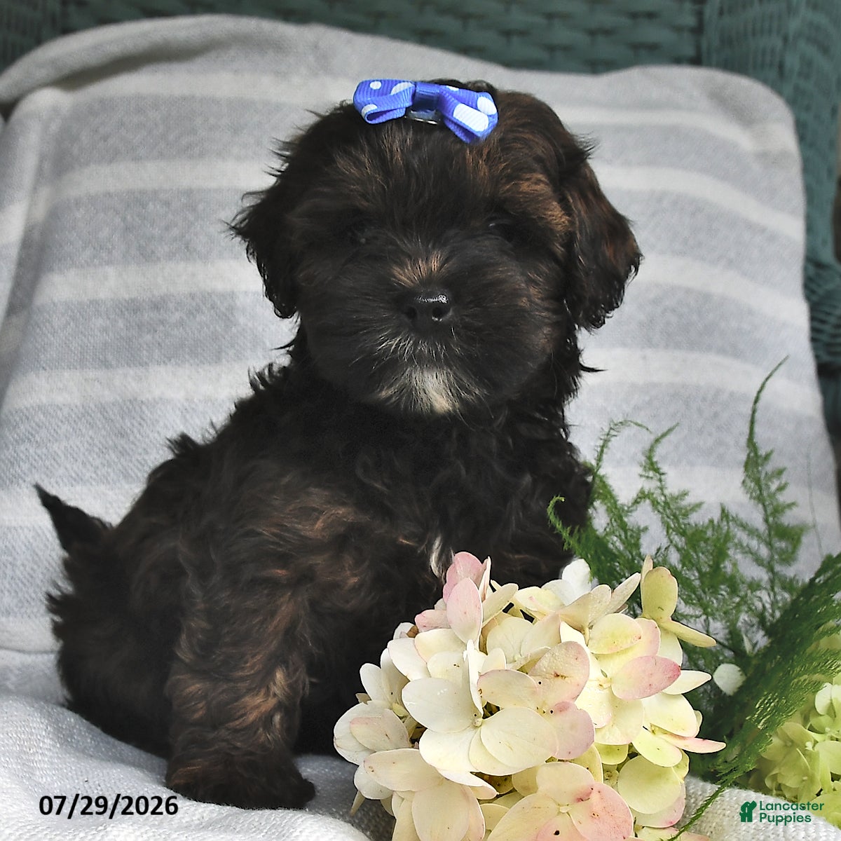 Shihpoo dogs Lance  - Ad 1